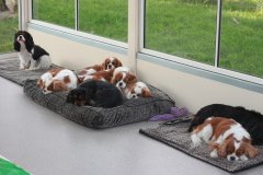 First day in new dog room 005.JPG